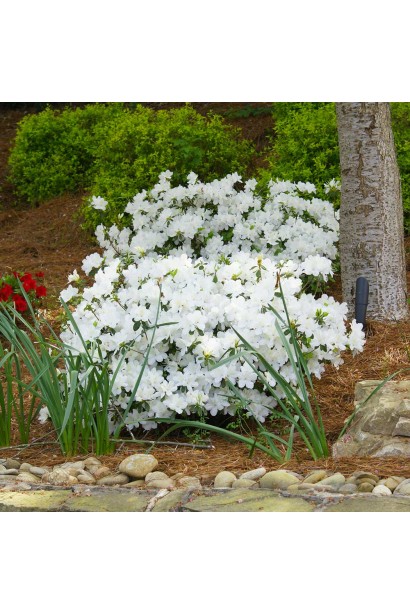 Рододендрон/азалія Пур Уайт уландшафті